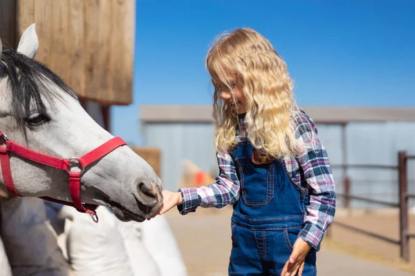 Side View Kid Feeding White Horse Farm — стоковое фото