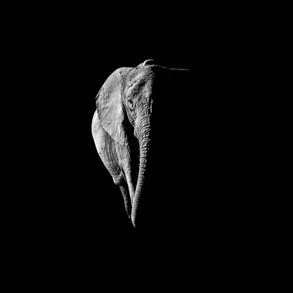 Black White African Elephant Standing Portrait — стоковое фото