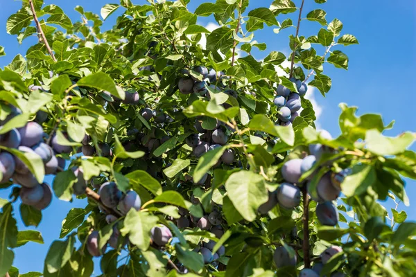 Fresh Ripe Blue Violet Plums Branch Orchard Beautiful Summer Day — стоковое фото