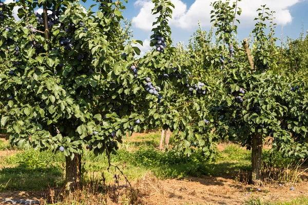 Fresh Ripe Blue Violet Plums Branch Orchard Beautiful Summer Day — стоковое фото