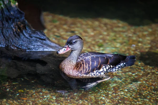 Удивительные свистящая утка плавает на пруду — стоковое фото