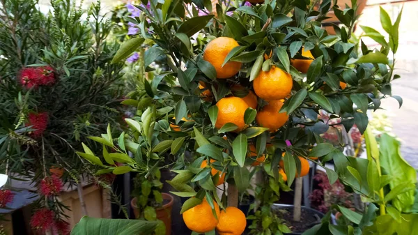 Orange Trees Presented Sale Market Household Design Business — стоковое фото