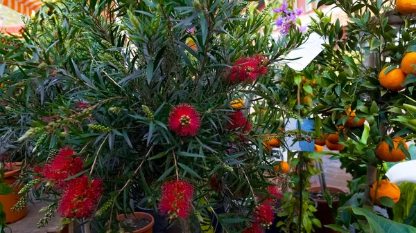 Various Flowers Fruit Trees Presented Sale Market Gardening Business — стоковое фото