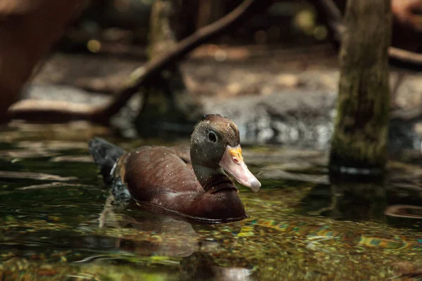 Fulvous whistling duck Dendrocygna bicolor — стоковое фото