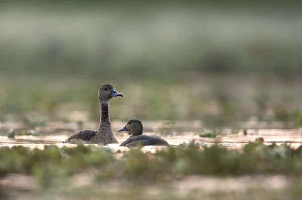 Whistling Duck Dendrocygninae Pond — стоковое фото