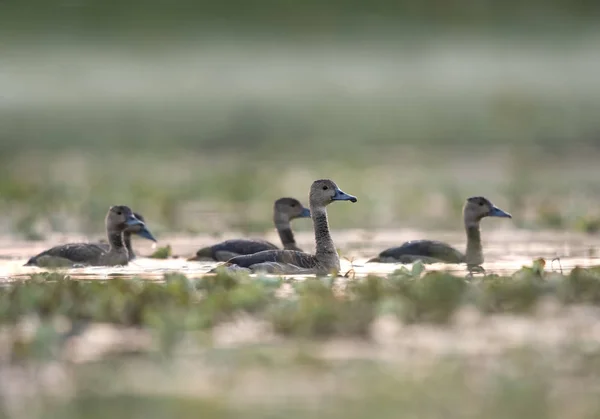 Whistling Duck Dendrocygninae Pond — стоковое фото