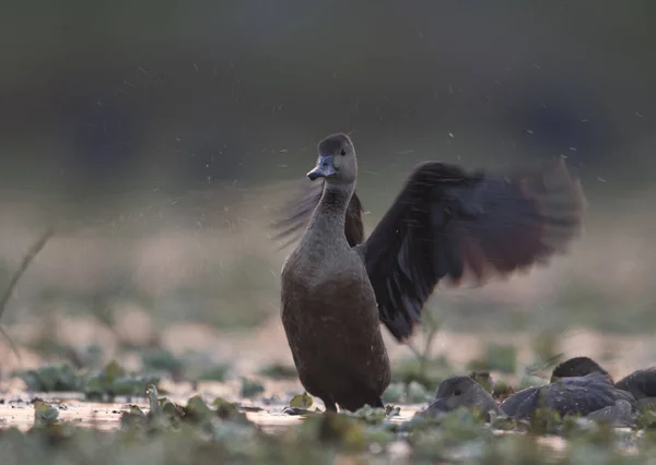 Whistling Duck Dendrocygninae — стоковое фото