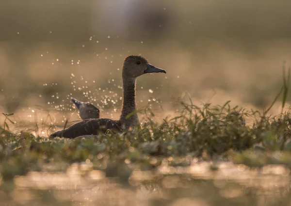 Whistling Duck Dendrocygninae — стоковое фото