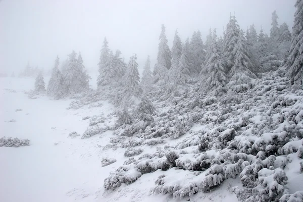 Зимние еловый лес в метель — стоковое фото