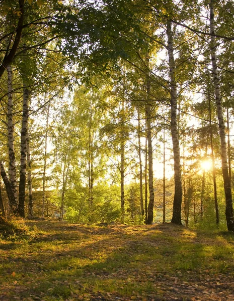 Солнце в осенний лес — стоковое фото