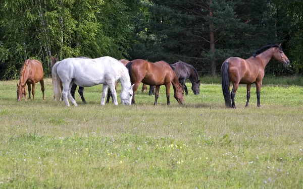 Табун лошадей на лугу — стоковое фото