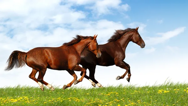 Галоп лошади — стоковое фото