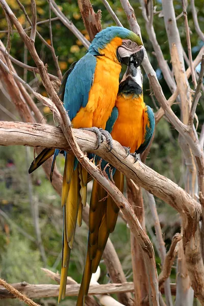 Синяя и золотая ара — стоковое фото