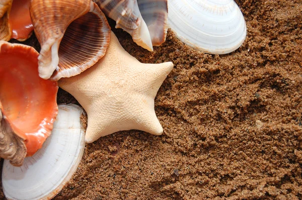 Морские звезды и морские ракушки на Золотой песок — стоковое фото