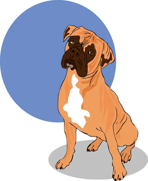 Голова собаки мышечная боксер коричневый, белый и черный — стоковое фото
