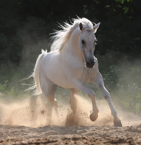 Белая лошадь бежит Галоп в пыли — стоковое фото