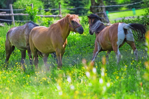 Три лошади — стоковое фото