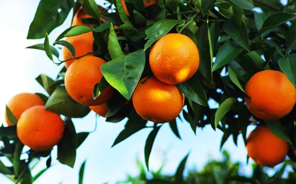 Апельсины на дерево — стоковое фото