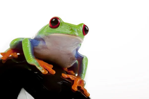 Зеленая лягушка — стоковое фото