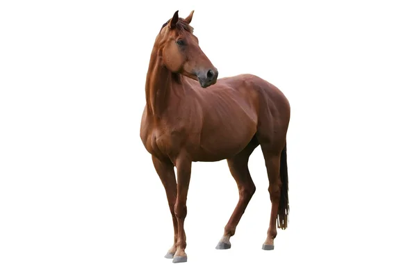 Коричневые лошади изолированные — стоковое фото