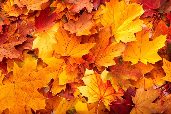 Справочная группа осенние листья оранжевый — стоковое фото