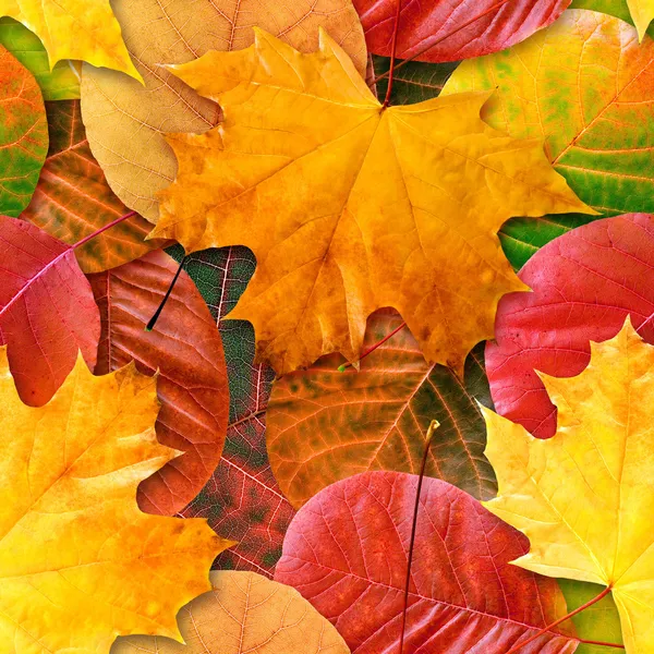 Падение покрывается листвой бесшовный фон — стоковое фото