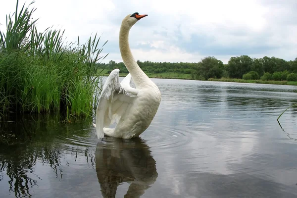 Красивый Лебедь на озере — стоковое фото
