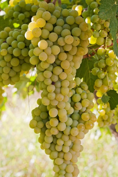 Пучки висит на виноградной лозы винограда — стоковое фото