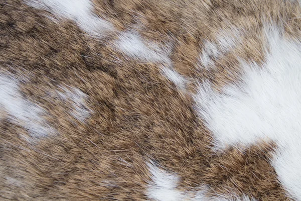 Кролик текстуру кожи — стоковое фото