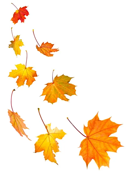 Фон кленовых листьев падения — стоковое фото