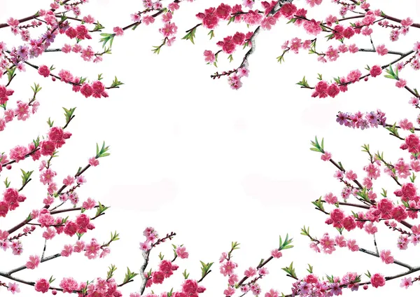 Черри ветка с розовыми цветами — стоковое фото