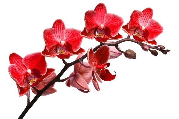 Орхидея изолирована на белом фоне — стоковое фото