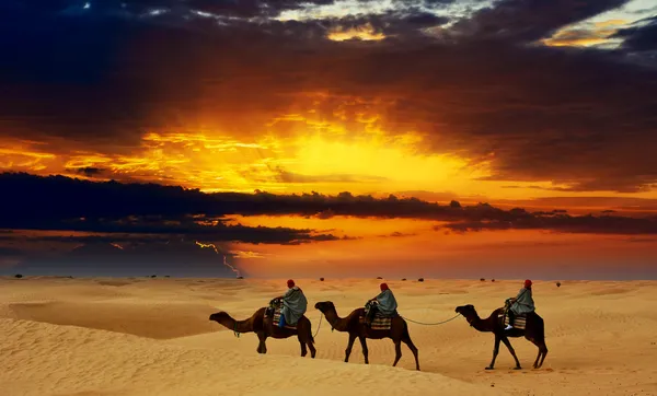 Караван верблюдов, пройдя через пустыню на закате — стоковое фото
