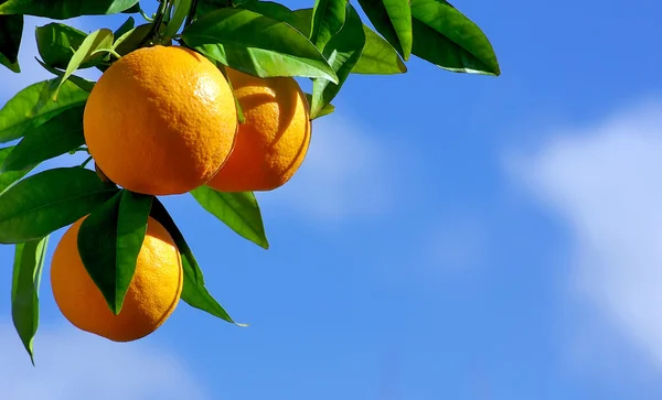 Апельсины, висит дерево — стоковое фото
