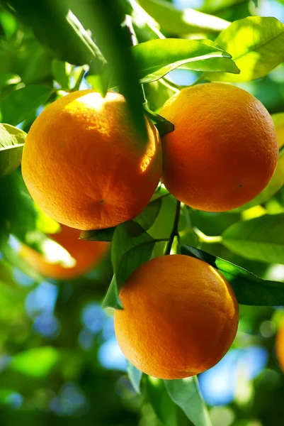 Апельсины, висит на дереве — стоковое фото