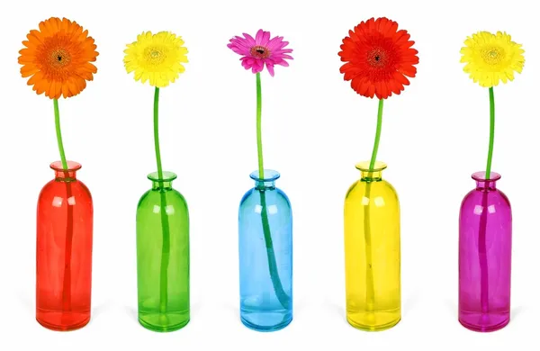 Красочные цветы в вазах — стоковое фото
