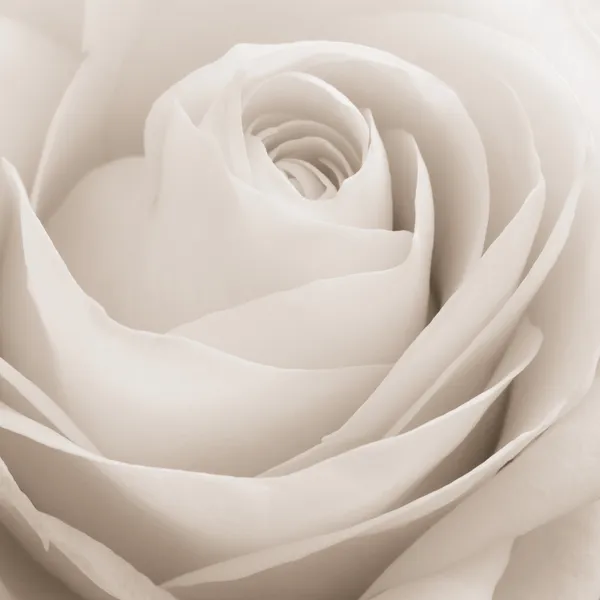 Макрос белой розы — стоковое фото