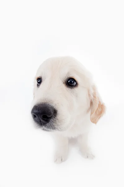 Очаровательны Золотой ретривер щенок с широким углом линзы — стоковое фото