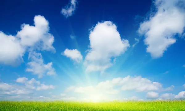 Летние цветы и синее небо — стоковое фото