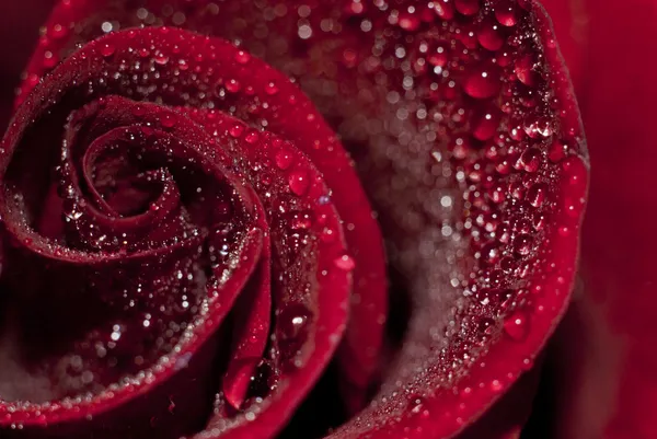 Дождь на Роуз — стоковое фото