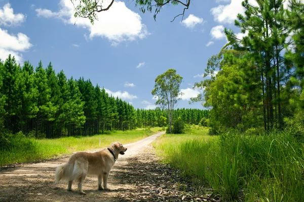 Золотой ретривер стоя на лесной тропе — стоковое фото