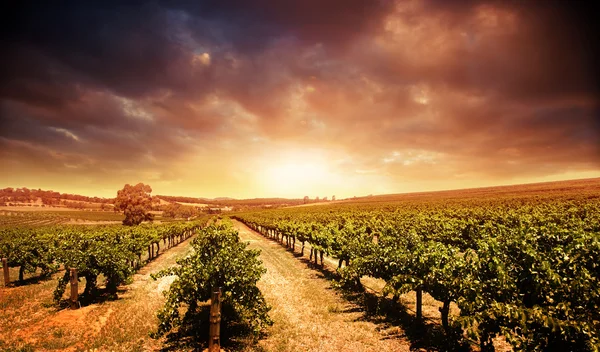 Виноградник заката — стоковое фото