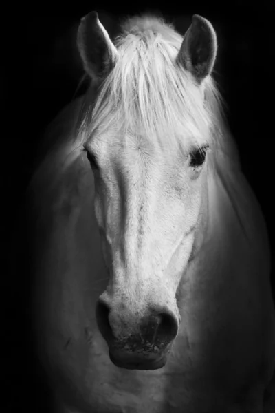 Портрет белой лошади в черно-белом — стоковое фото