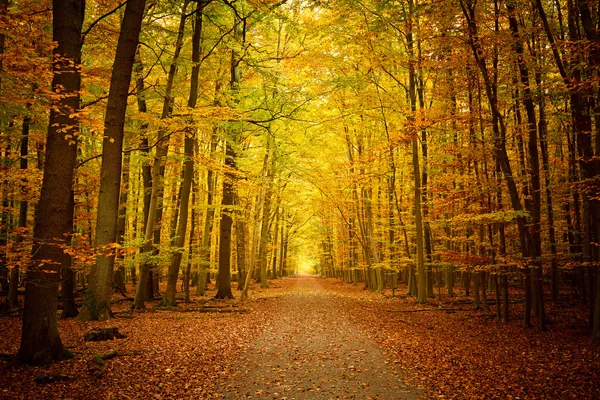 Путь в осеннем лесу — стоковое фото