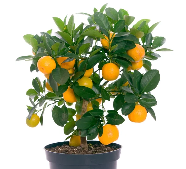Мало дерево с апельсинами — стоковое фото