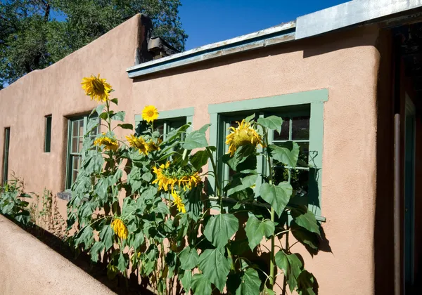 Подсолнечника строке вдоль adobe дом Санта-Фе, Нью-Мексико — стоковое фото