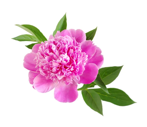 Розовый цветок пиона — стоковое фото