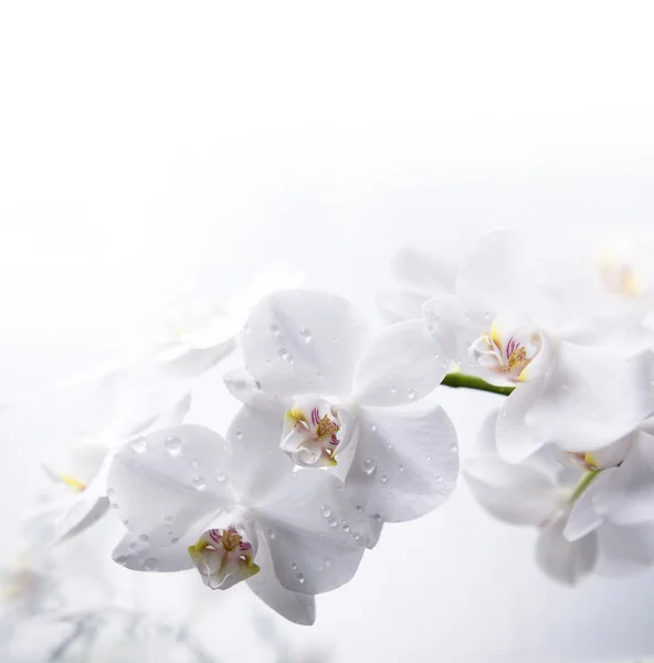 Белые цветы орхидеи со снижениями росы — стоковое фото