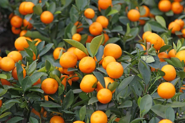 Мандарин оранжевый дерево для празднования китайского нового года — стоковое фото