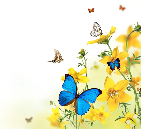 Бабочки в цветущий луг — стоковое фото